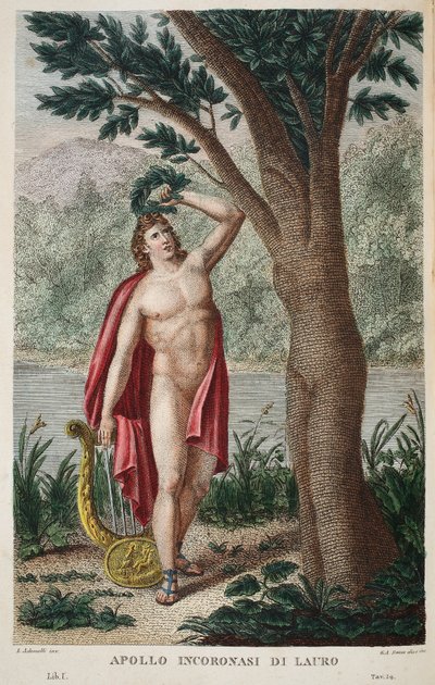 Daphne into a Laurel or Apollo Incoronasi de Lauro, illustration from Ovid
